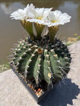Preview: Acanthocalycium klimpelianum